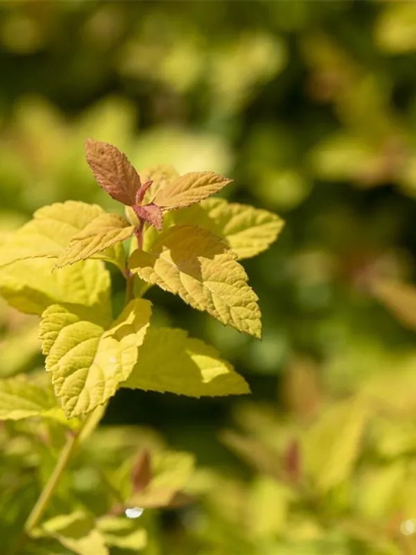 Sommerspiere 'Magic Carpet'®