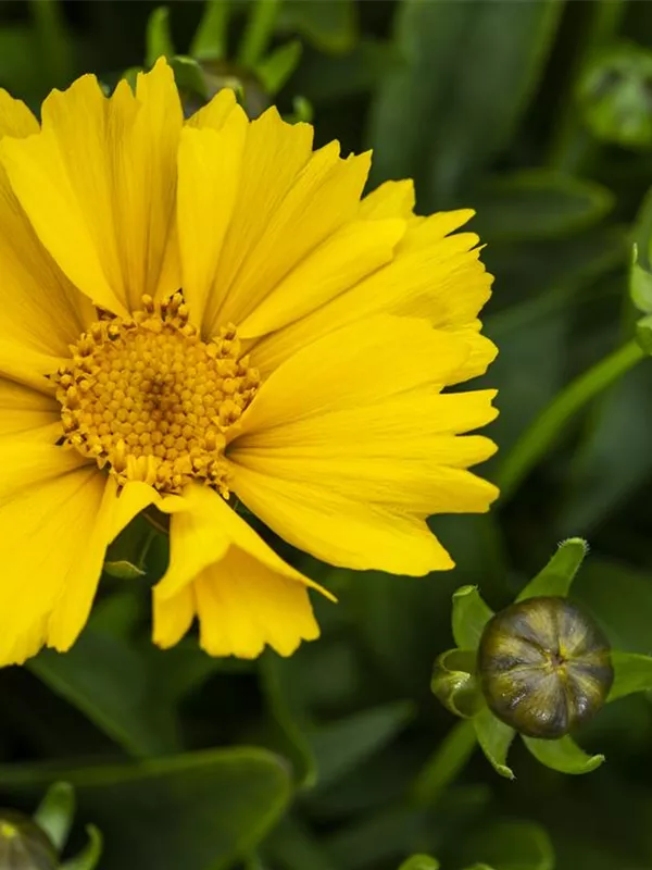 Kleines Mädchenauge 'Goldtaler'