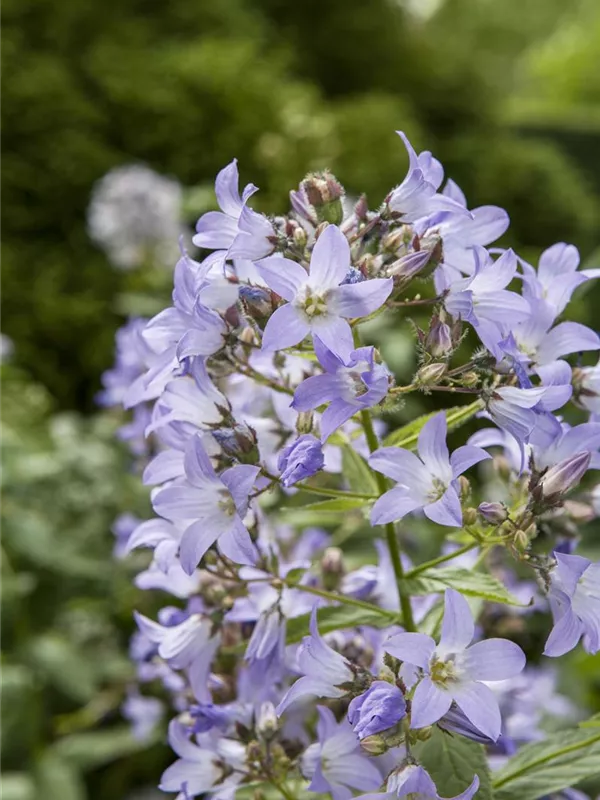Großblütige Ballonblume