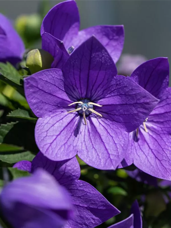 Großblütige Ballonblume 'Mariesii'