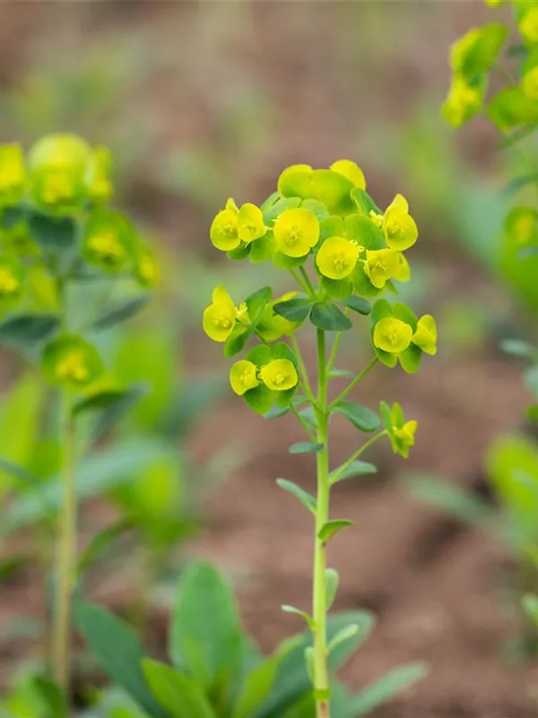 Mandelblättrige Wolfsmilch
