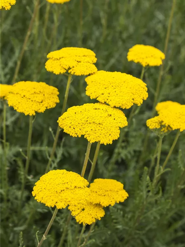 Hohe Goldgarbe 'Parker'