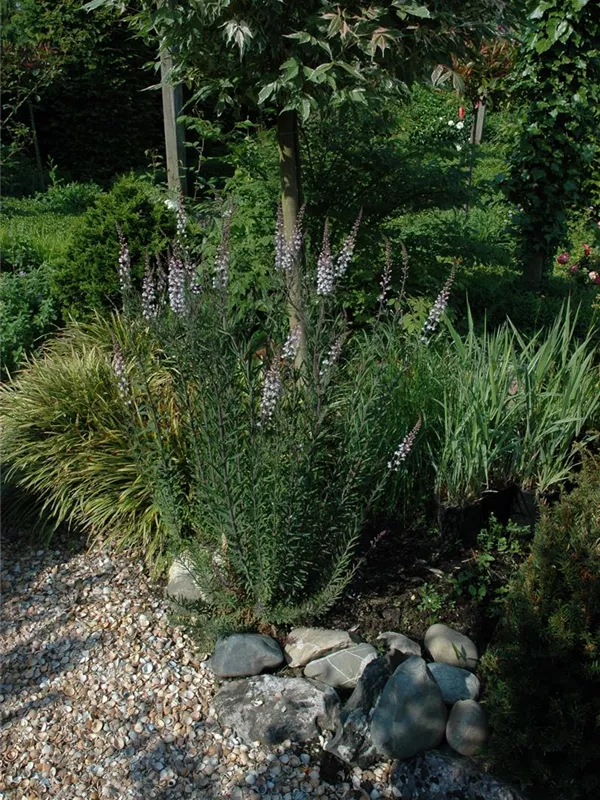 Purpurblütiges Leinkraut