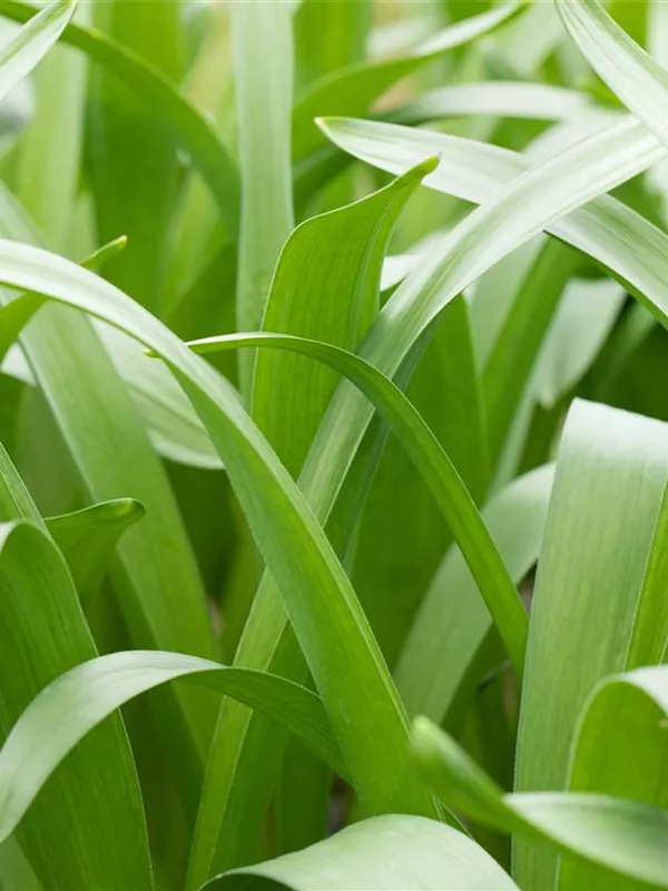 Cusicks Prärielilie