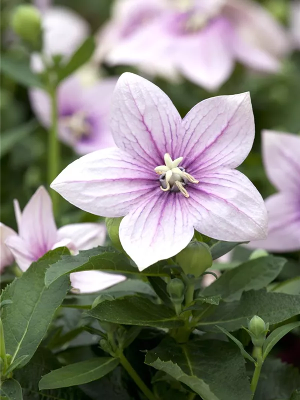Großblütige Ballonblume