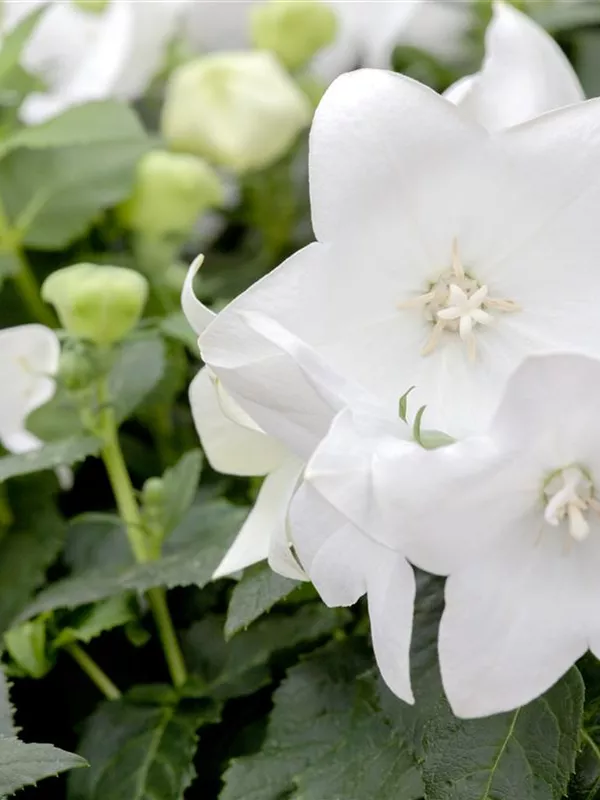 Großblütige Ballonblume 'Fuji White'