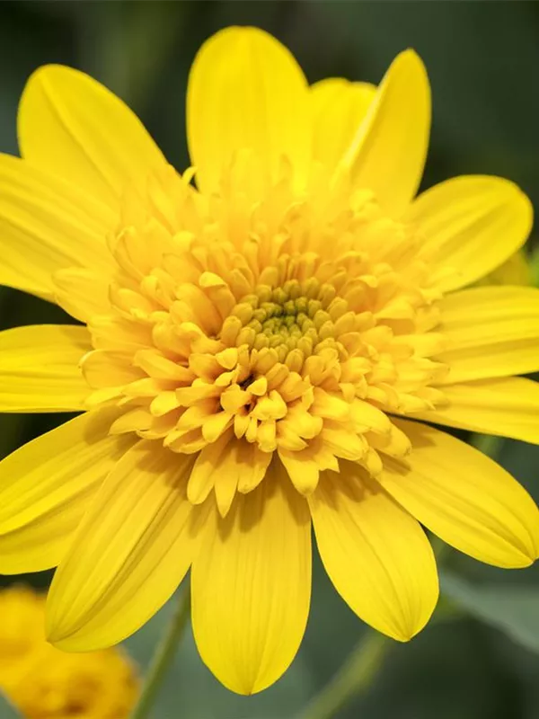 Sonnenblume 'Double Whammy'