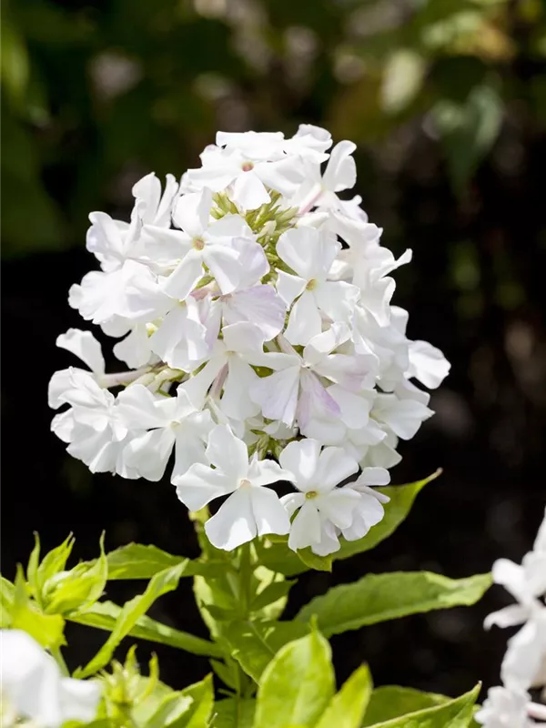 Hohe Flammenblume 'White Flame'®