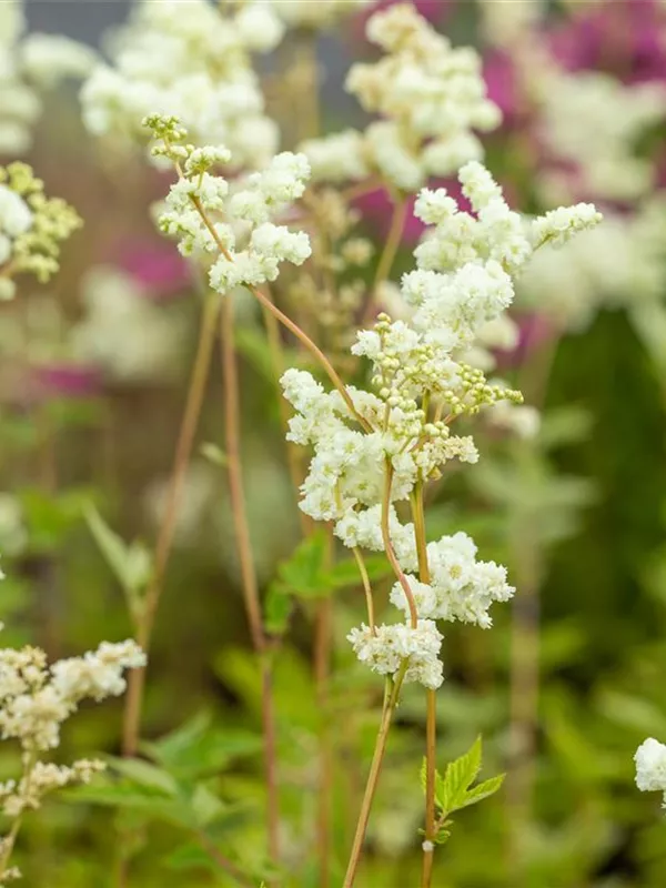Gefülltblühendes Mädesüß 'Plena'