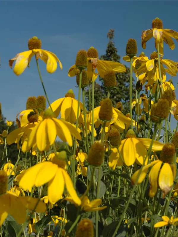 Fallschirm-Sonnenhut 'Juligold'