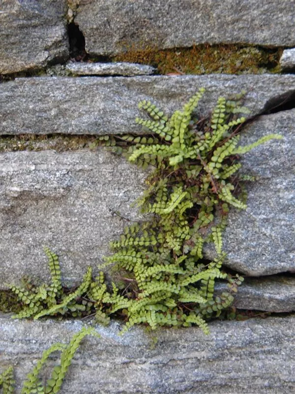 Braunstieliger Streifenfarn