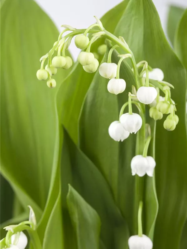Gewöhnliches Maiglöckchen