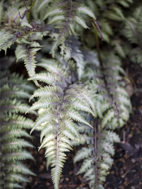 Regenbogenfarn 'Metallicum'