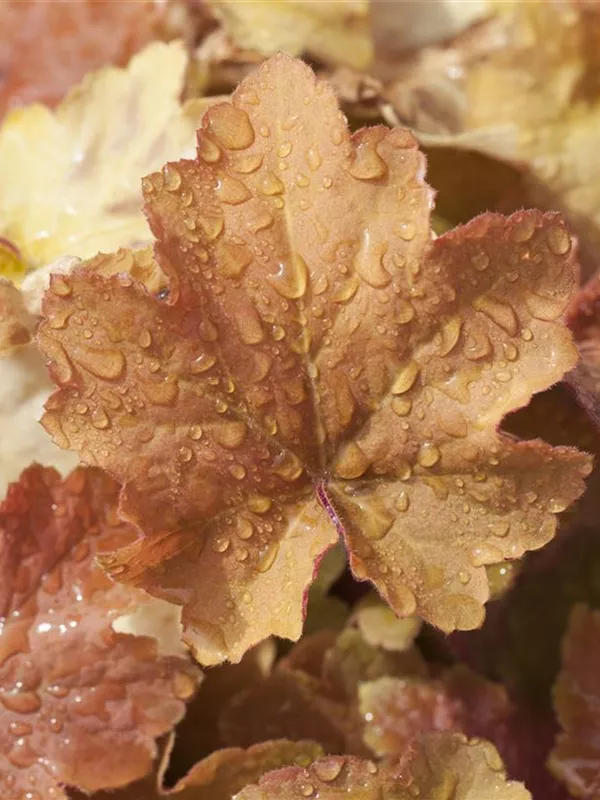 Purpurglöckchen 'Caramel' 