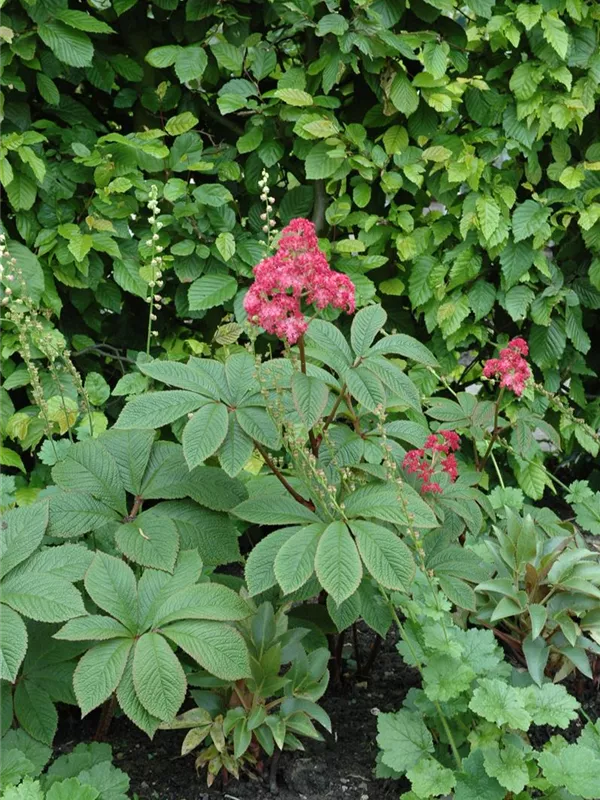 Fiederblättriges Schaublatt