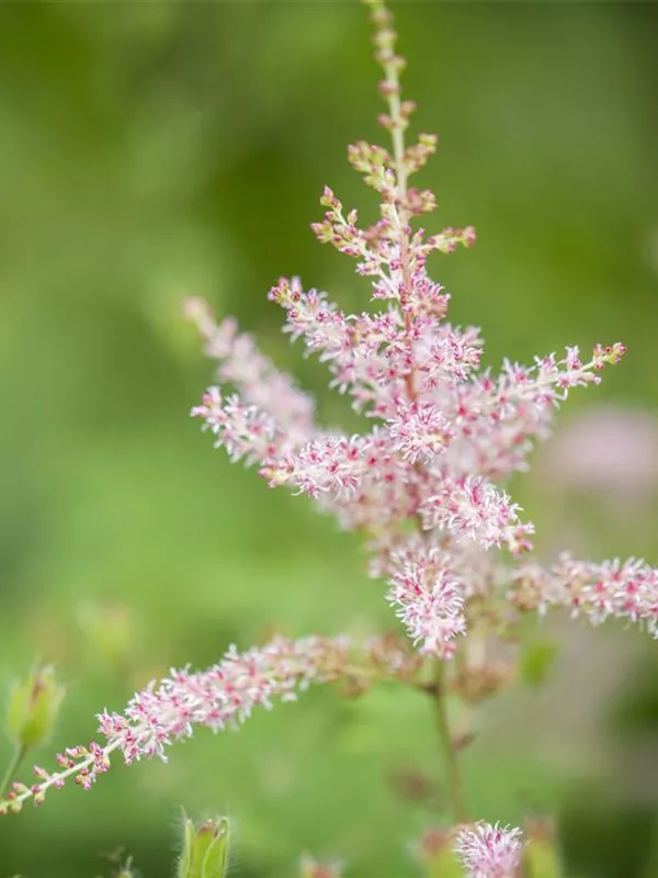 Kahle Prachtspiere 'Hennie Graafland'
