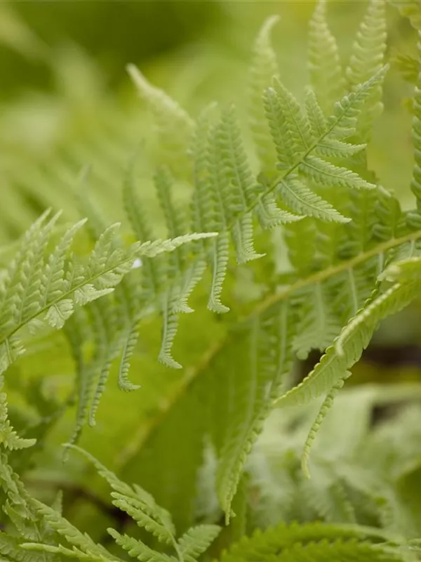 Europäischer Straußenfarn