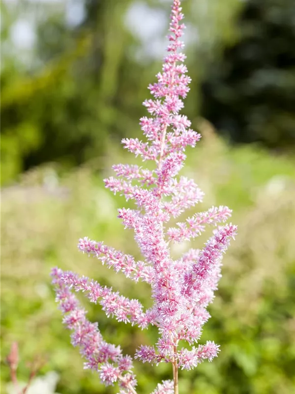 Arends Prachtspiere 'Cattleya'
