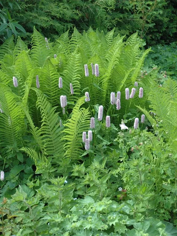 Gewöhnlicher Wurmfarn