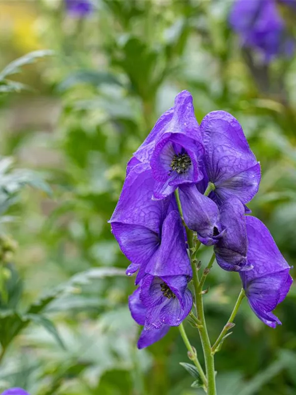Herbst-Eisenhut 'Arendsii'