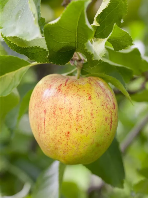 Zwergapfel 'Delicado'