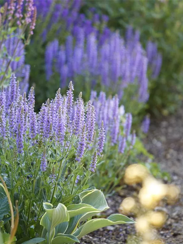 Steppen-Salbei 'Amethyst'