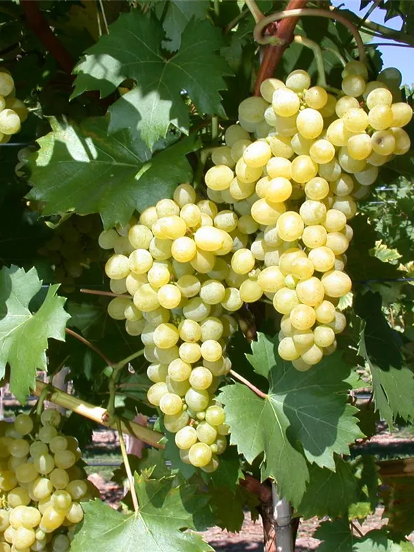 Tafeltraube 'Palatina'(s)