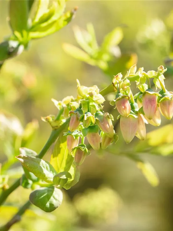 Heidelbeere 'Blue Jay'