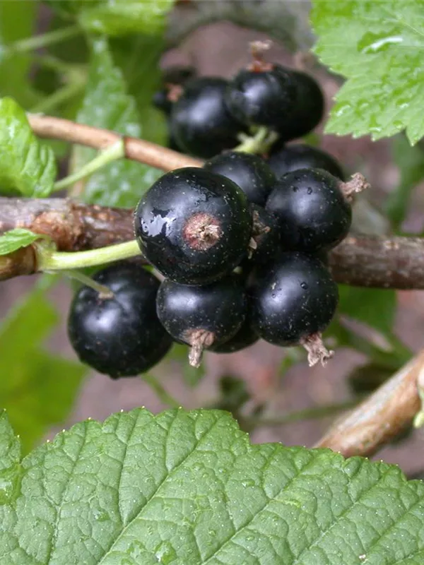 Johannisbeere 'Tenah'