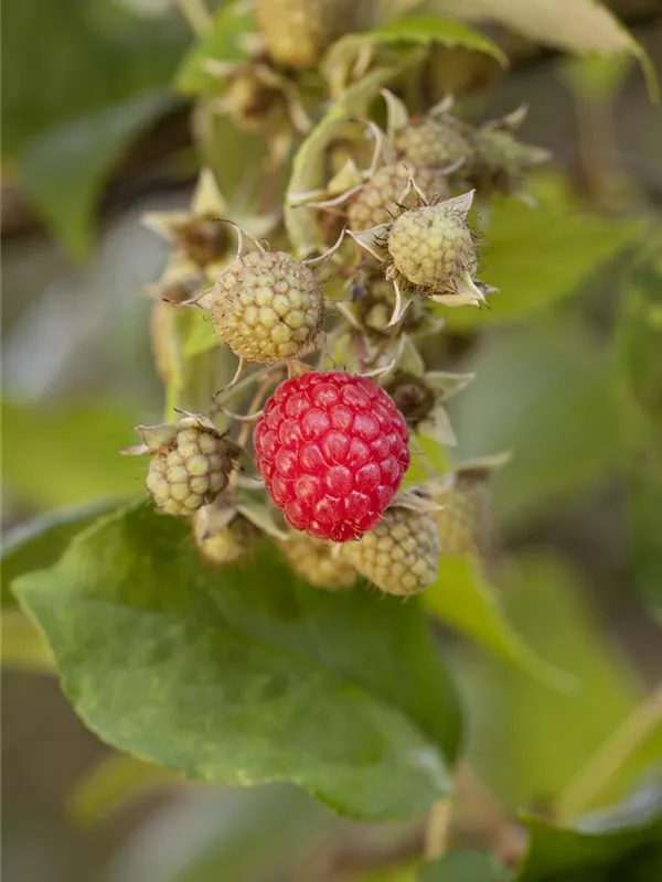 Zwerghimbeere 'Ruby Beauty'®