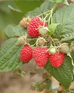 Himbeere 'Twotimer Sugana'