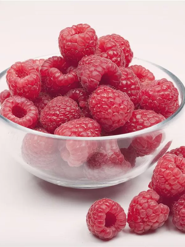 Herbst-Himbeere 'Aroma-Queen'(s)