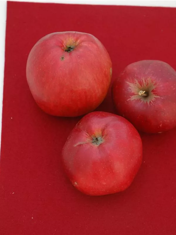 Apfel 'Danziger Kantapfel'