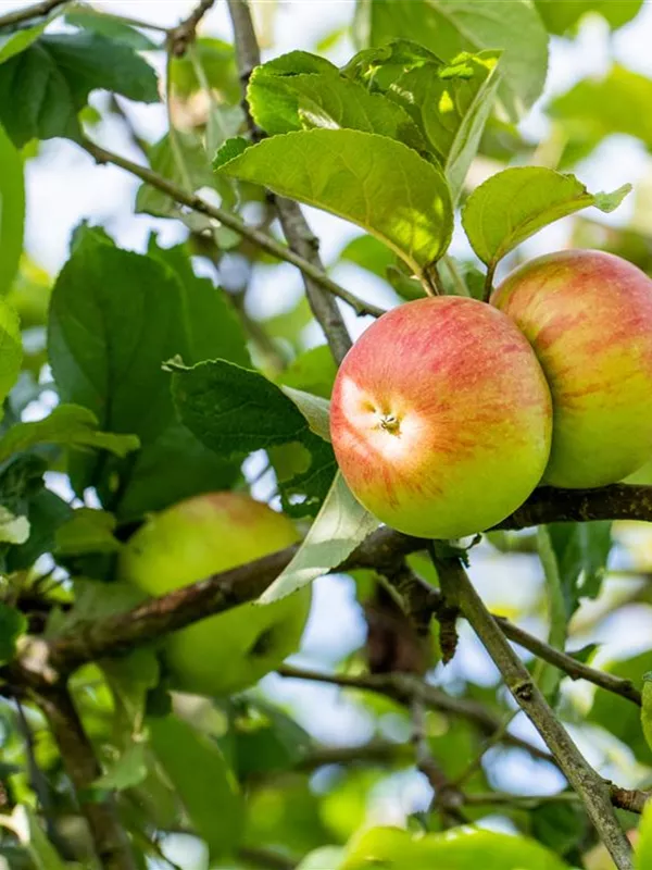 Apfel 'Himbeerapfel von Holowaus'
