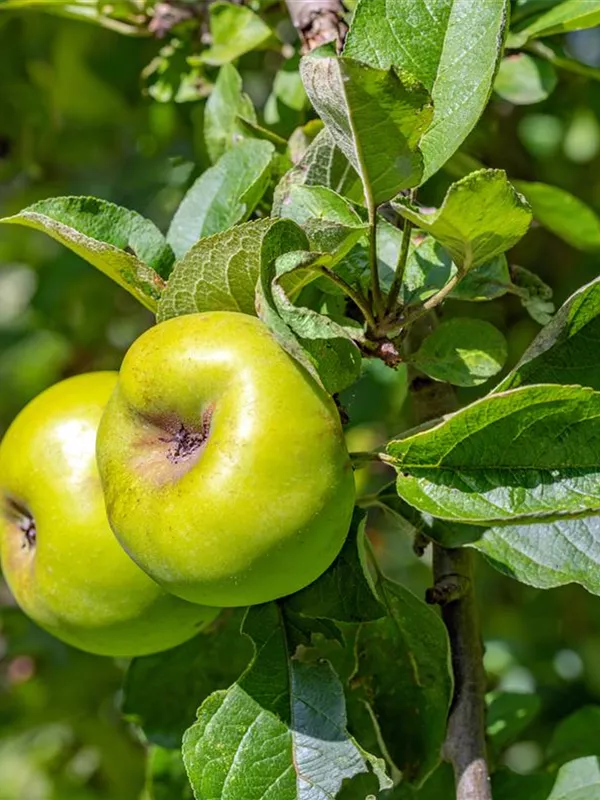 Apfel 'Seestermüher Zitronenapfel'