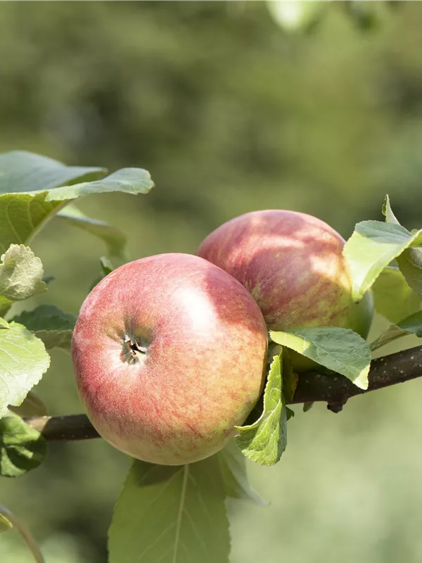 Sommerapfel 'Roter James Grieve'
