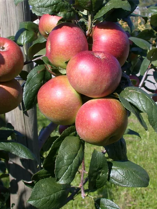 Winterapfel 'Baumanns Renette'