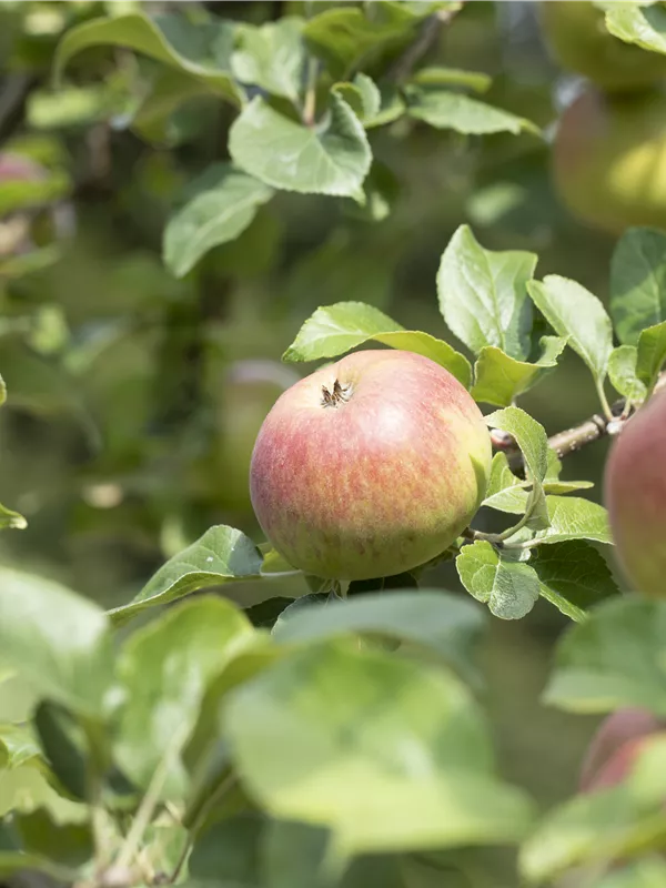 Apfel 'Landsberger Renette'
