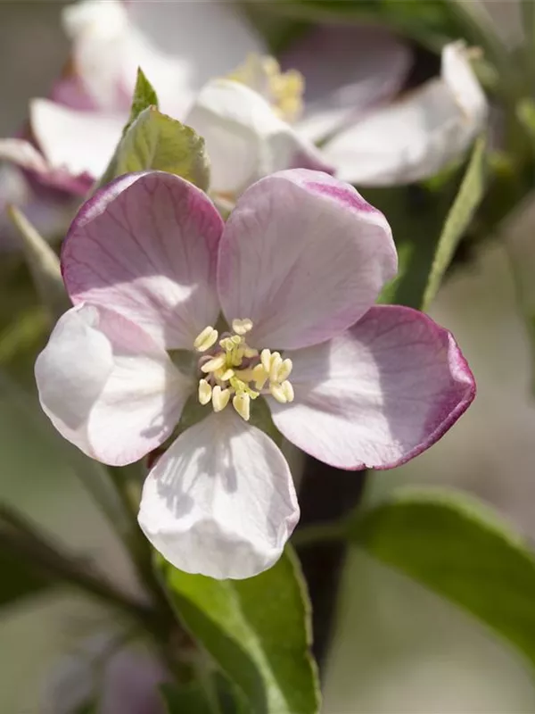 Apfel 'Ingrid Marie'