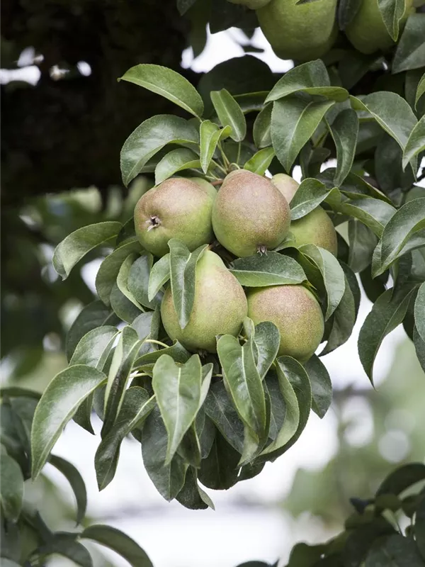 Birne 'Nordhäuser Winterforelle'