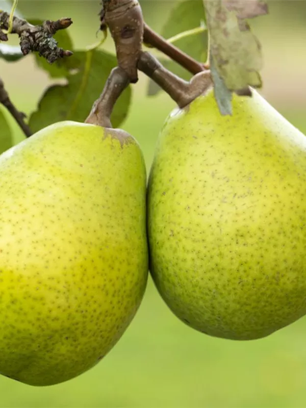 Birne 'Alexander Lucas'