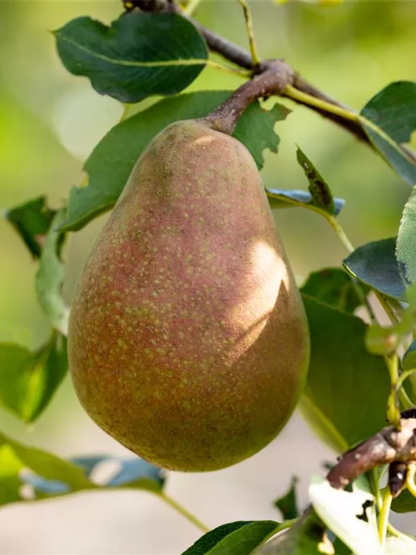 Winterbirne 'Pastorenbirne'