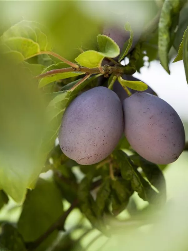 Zwetsche 'Katinka'(s)