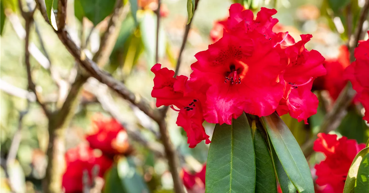 Rhododendron 'Taurus', Rhododendron-Hybride 'Taurus' - Gaertnerei Boock