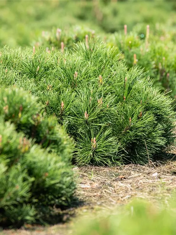 Niedrige Krüppelkiefer