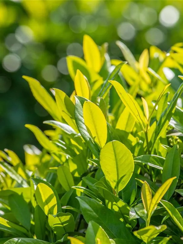 Kaukasische Lorbeerkirsche