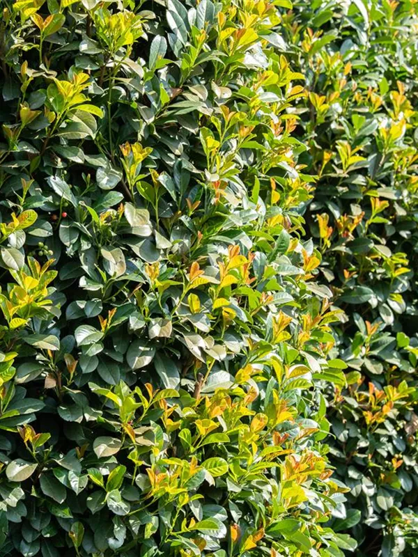 Lorbeerkirsche 'Etna'®