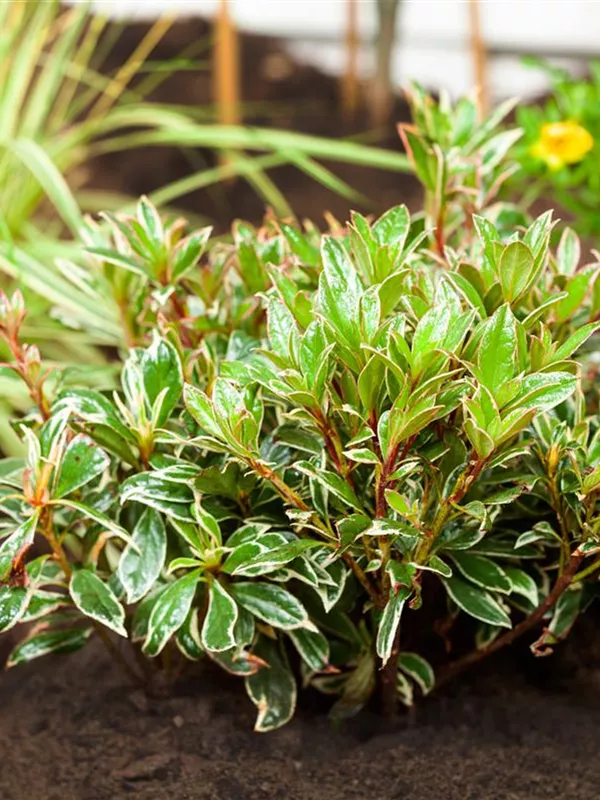 Schattenglöckchen 'Little Heath'