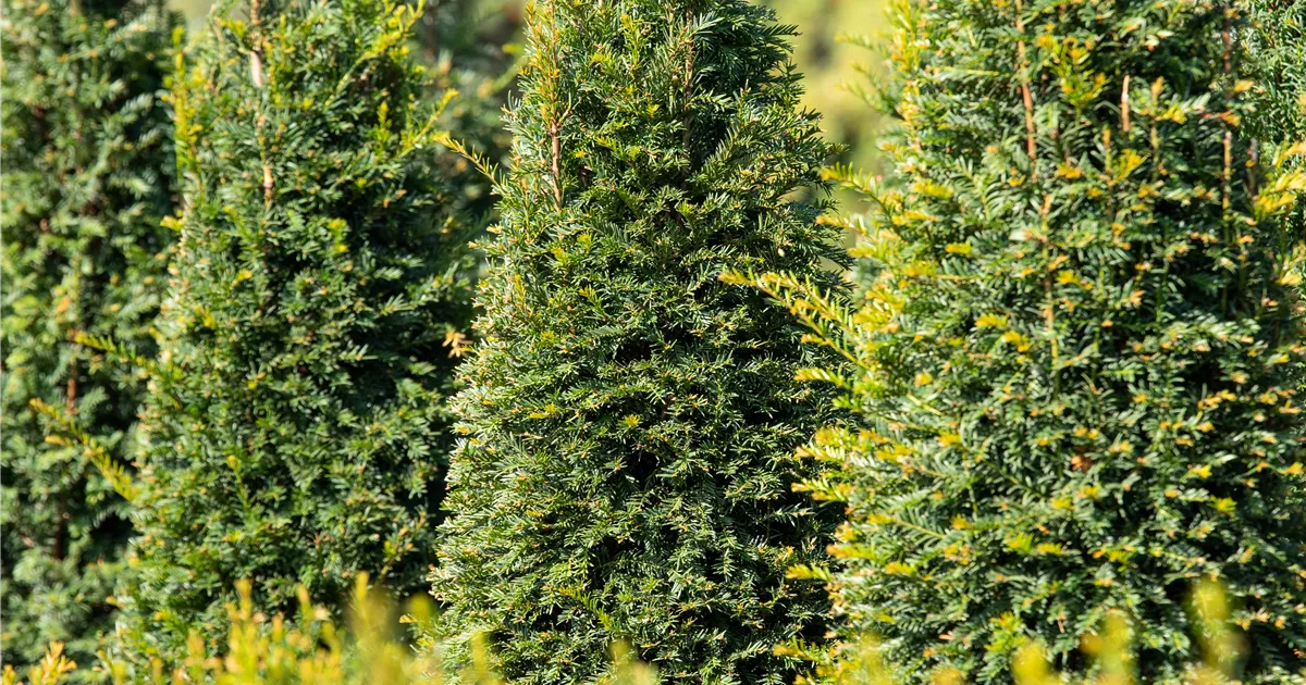 Taxus baccata, Kegel, Eiben-Kegel - Gaertnerei Boock
