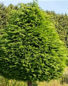 Kugel-Lebensbaum 'Golden Globe'